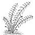 Ferns Drawing