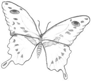 drawings of butterflies screen