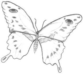 Butterfly Drawing