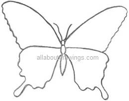drawings of butterflies photograph