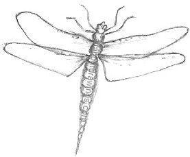 Dragonflies+drawings