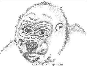 Easy Gorilla Drawings