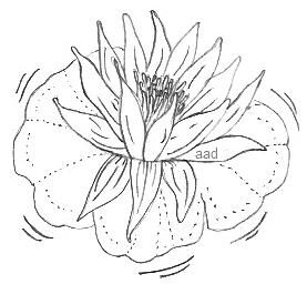 Love Pictures Draw on To Begin  Look For The Type Of Easy Pencil Drawings Like This Lotus