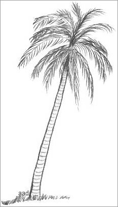 Palm Sketch