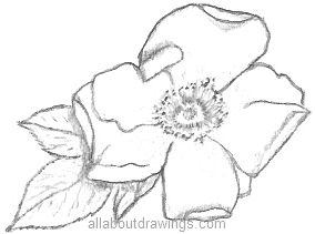 Flower Rose on Found When Sketching My Rose Pencil Drawings That It Is Definitely