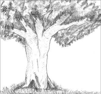 Easy Tree Drawings