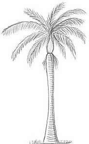 Royal Palm Tree Drawing