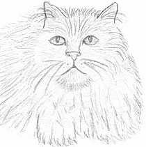 persian-cat-drawing.jpg