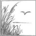 Drawing Long Grass