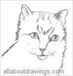 Cat Drawings