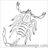 Drawings Of Scorpions