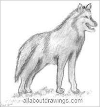 Wolf Drawings
