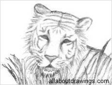 Tiger Drawing