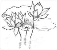 Lotus Flower Drawings