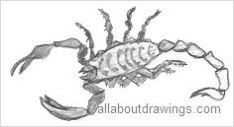 Scorpion Drawing