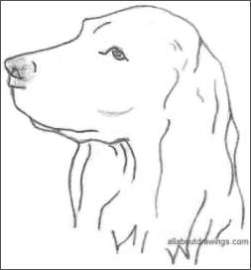 Dog Head Drawing