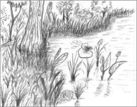 Simple Nature Sketches - Drawing Nature - Joshua Nava Arts-saigonsouth.com.vn