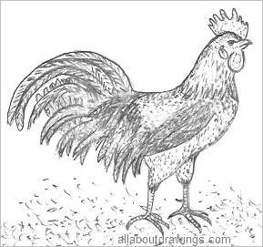 Pencil Drawing Of A Rooster