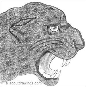 Panther Drawings