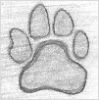 Tiger Footprint Drawing