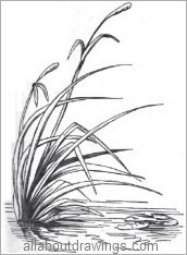 Reeds sketch