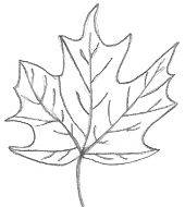 Maple Leaf Drawing