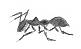 Ant Drawings