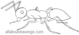 Drawing Insects For Beginners Step by Step Guide to Drawing Bugs  Learn  to Draw Books