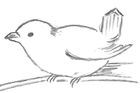 Bird Drawing From Memory