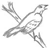 Bird Drawing