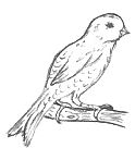 Bird Template Drawing