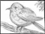 Bird Sketch