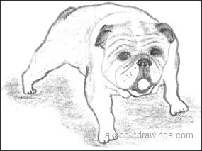 Bulldog Drawing