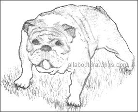 Bulldog Drawing