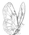 Butterfly Image