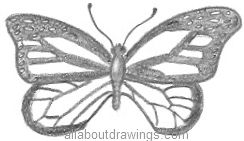 Butterfly Pencil Drawings