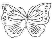 Butterfly Template Drawing
