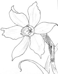 Daffodil Drawing