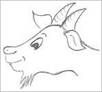 Cartoon Goat Drawing