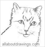 Cat Drawings