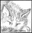 Cat Sketch