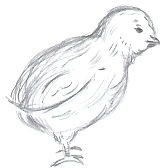 My Chick Drawing