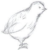 Chick Drawing Step 5