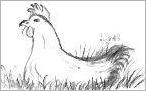 Chicken Drawing