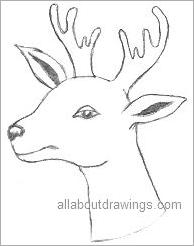 Christmas Reindeer Drawing