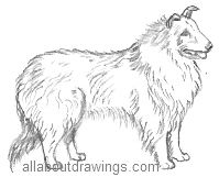 Collie Drawing