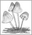 Common Mushroom Drawing