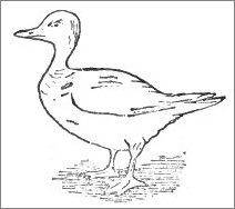 Duck Drawing