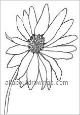 Daisy Outline Drawing