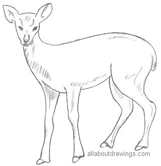 Deer Drawing